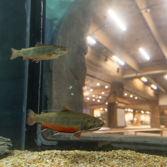 2 trout swimming in the stream tank.