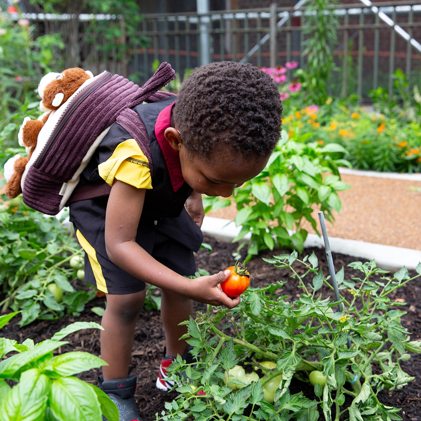 A child with a backpack picking a tomato in a garden