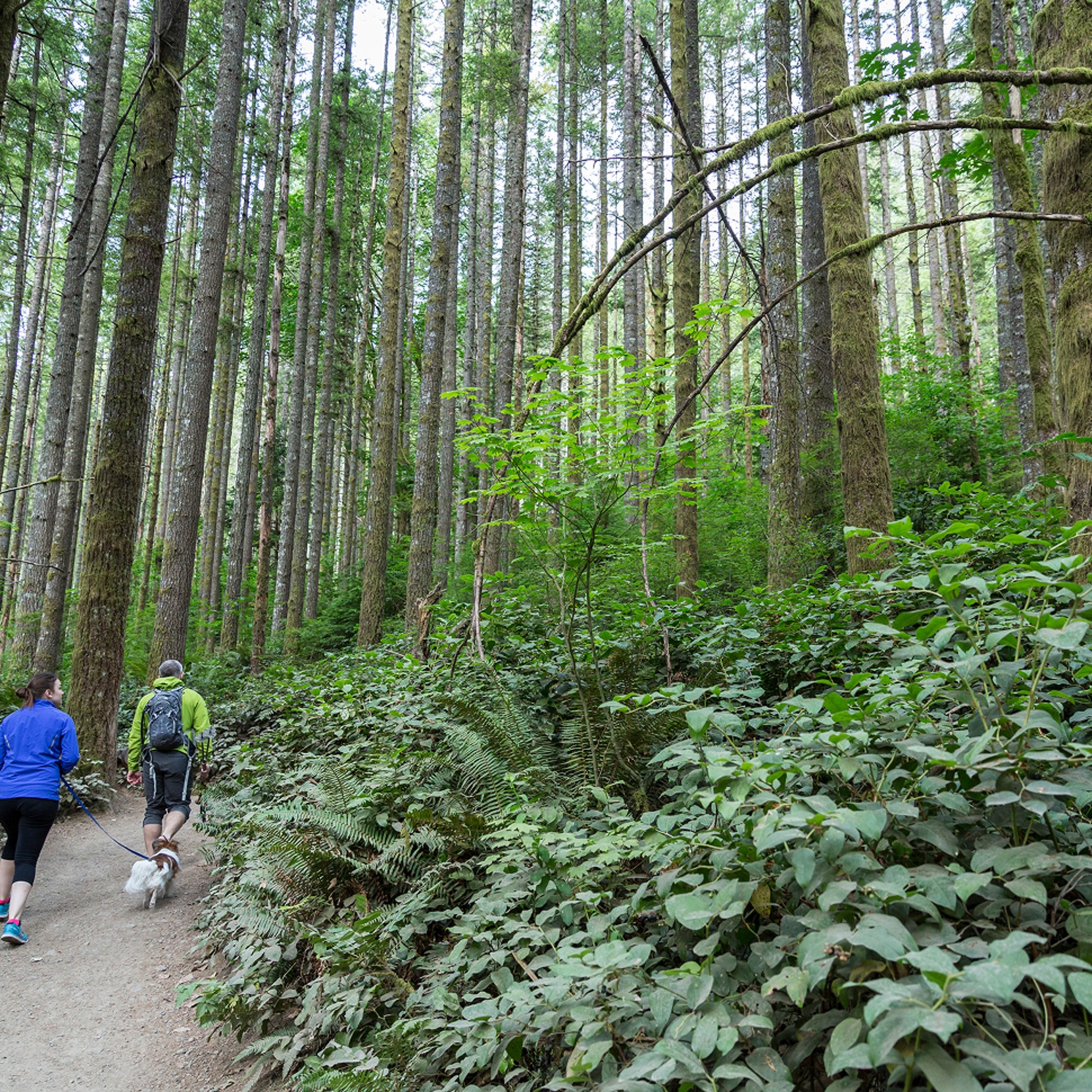 People walking on a wooded path