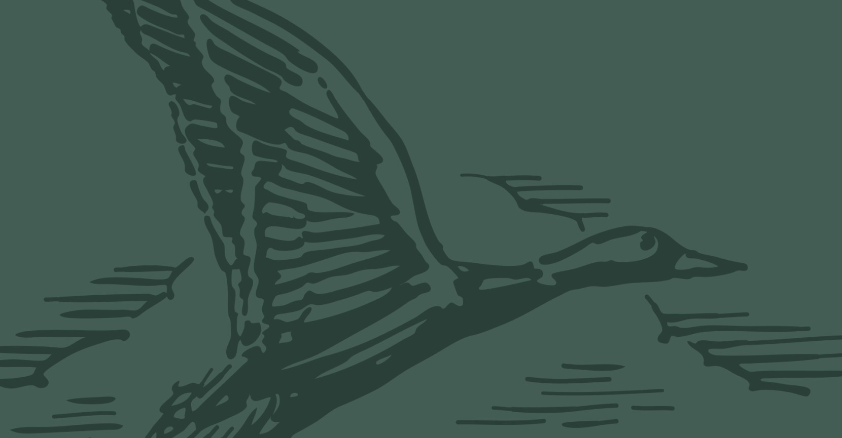 Illustration of a duck in flight above water, rendered in dark green tones with simple line details.