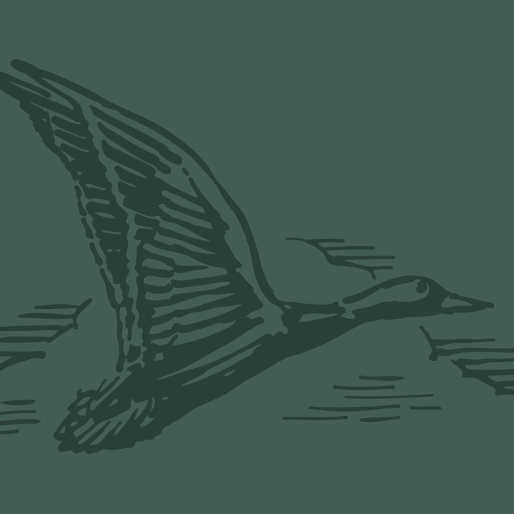 Stylized illustration of a flying duck with outstretched wings, rendered in dark green tones against a muted background.