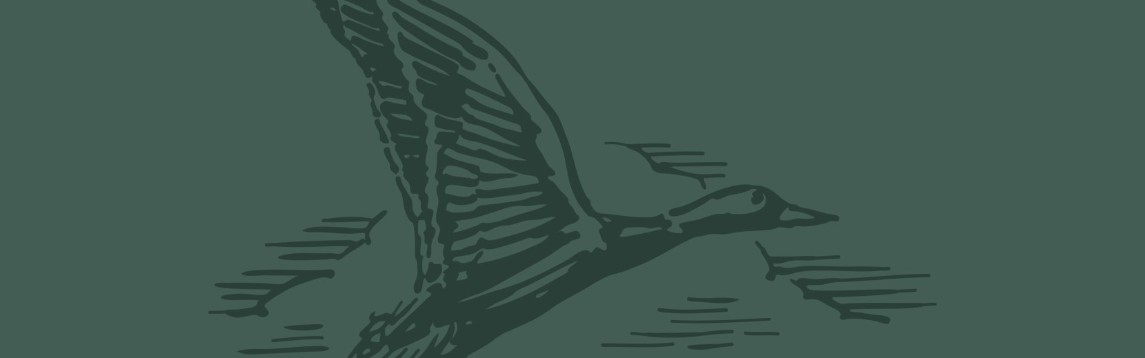 Stylized illustration of a flying duck with outstretched wings, rendered in dark green tones against a muted background.