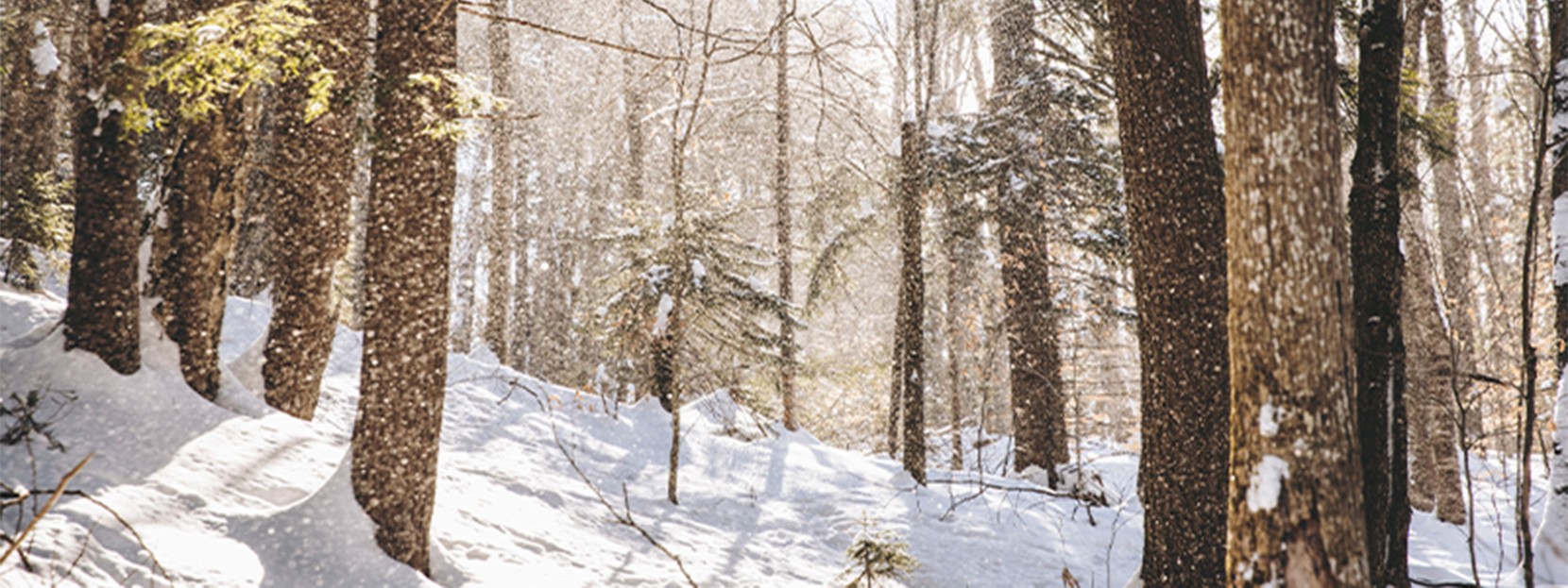Snowy scene in Vermont