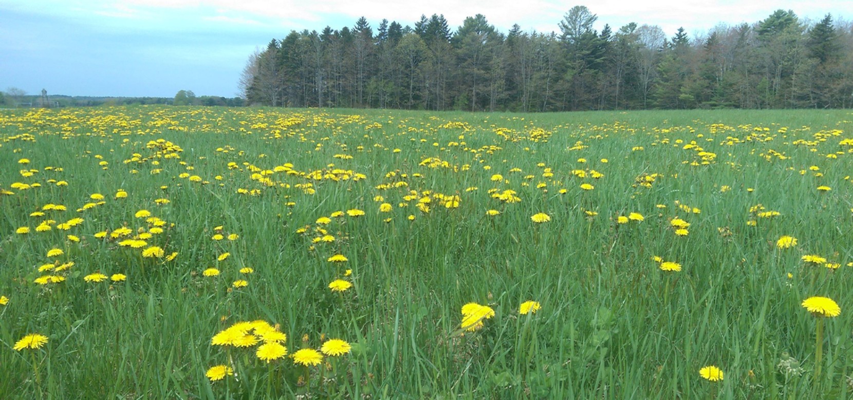 wildflowers