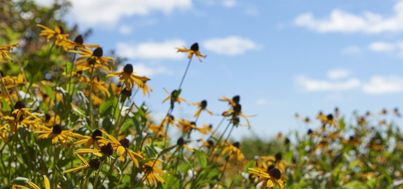 wildflowers