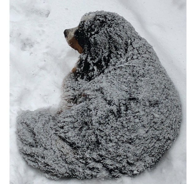 Milo in the snow