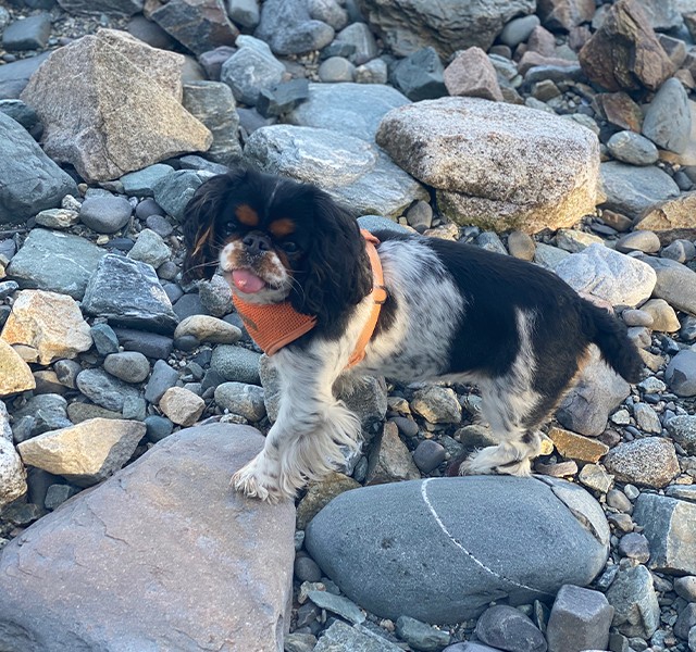 Katie's dog in Maine