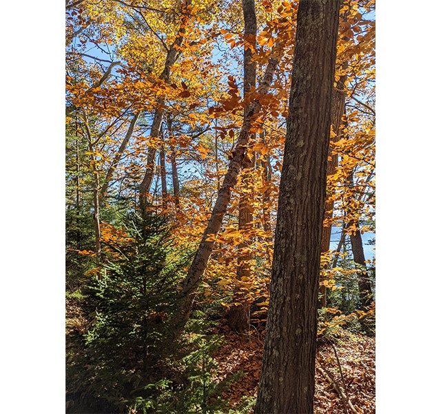 White Pines Trail (Wolfe’s Neck Woods State Park) 